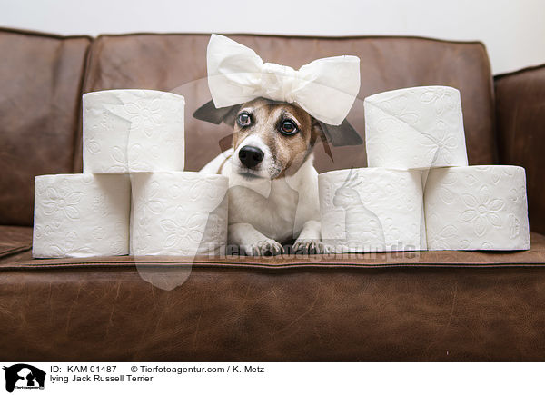 liegender Jack Russell Terrier / lying Jack Russell Terrier / KAM-01487