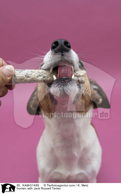 Mensch mit Jack Russell Terrier / human with Jack Russell Terrier / KAM-01489