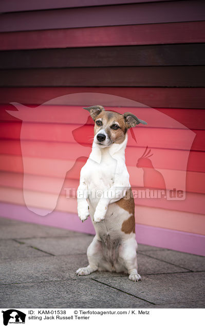 sitzender Jack Russell Terrier / sitting Jack Russell Terrier / KAM-01538