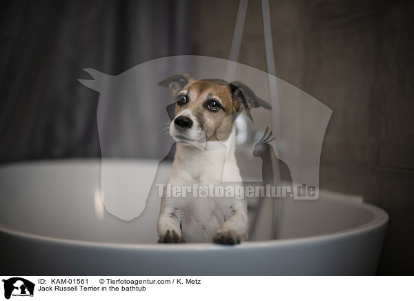 Jack Russell Terrier in der Badewanne / Jack Russell Terrier in the bathtub / KAM-01561