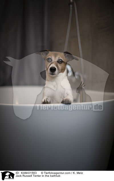 Jack Russell Terrier in der Badewanne / Jack Russell Terrier in the bathtub / KAM-01563
