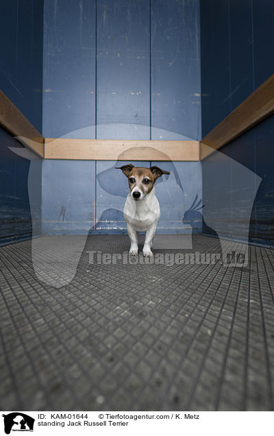 stehender Jack Russell Terrier / standing Jack Russell Terrier / KAM-01644