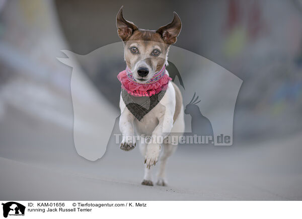 rennender Jack Russell Terrier / running Jack Russell Terrier / KAM-01656