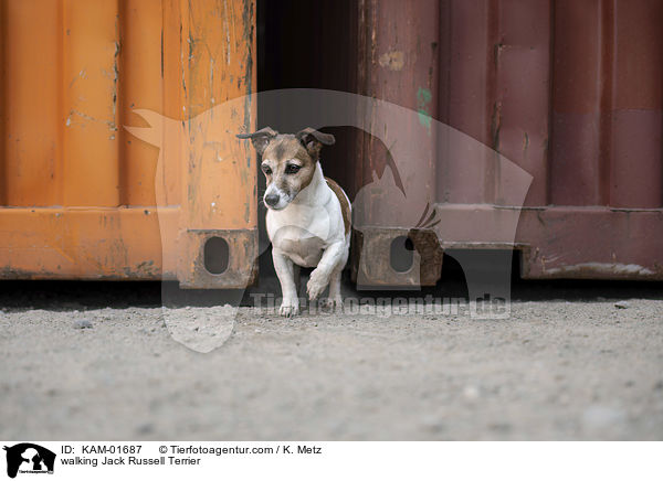 laufender Jack Russell Terrier / walking Jack Russell Terrier / KAM-01687
