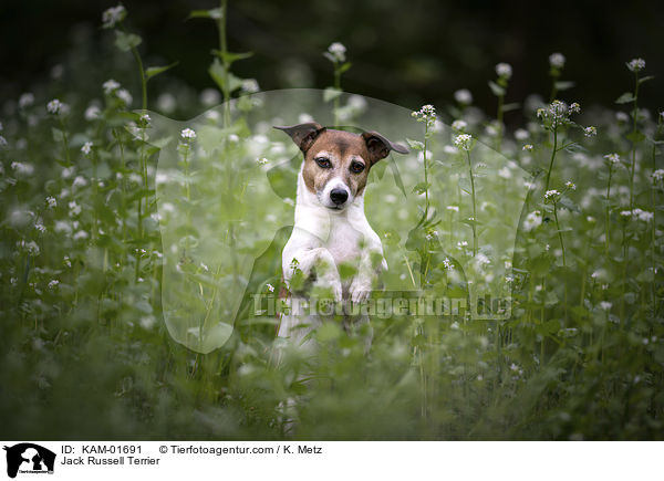Jack Russell Terrier / Jack Russell Terrier / KAM-01691