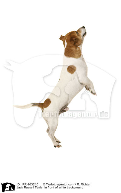 Jack Russell Terrier vor weiem Hintergrund / Jack Russell Terrier in front of white background / RR-103216