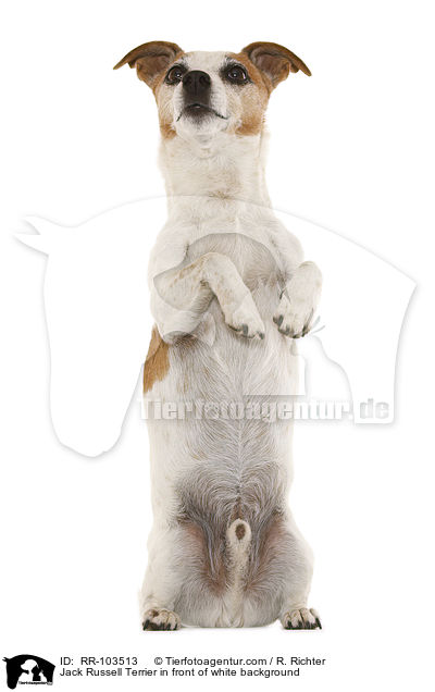 Jack Russell Terrier vor weiem Hintergrund / Jack Russell Terrier in front of white background / RR-103513