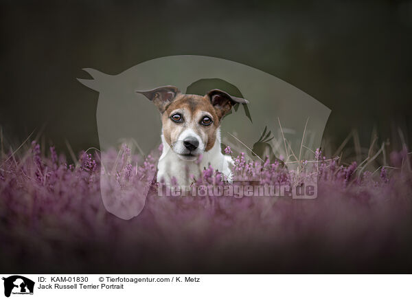 Jack Russell Terrier Portrait / Jack Russell Terrier Portrait / KAM-01830