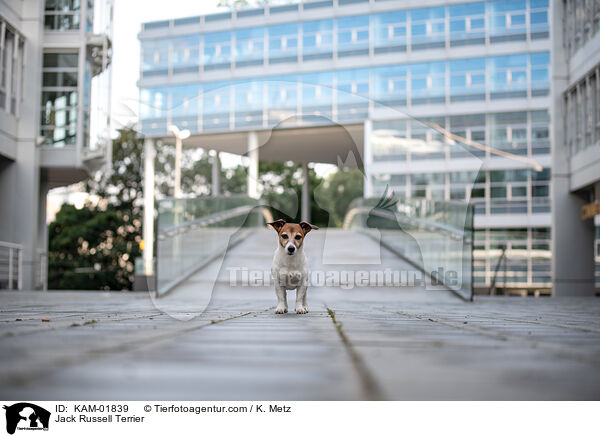 Jack Russell Terrier / Jack Russell Terrier / KAM-01839