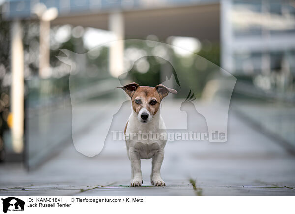 Jack Russell Terrier / Jack Russell Terrier / KAM-01841