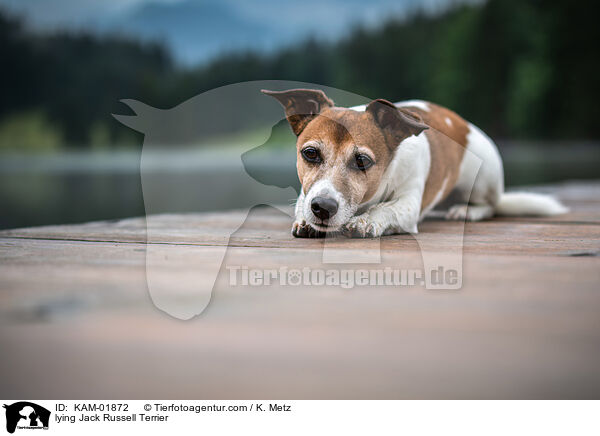 liegender Jack Russell Terrier / lying Jack Russell Terrier / KAM-01872