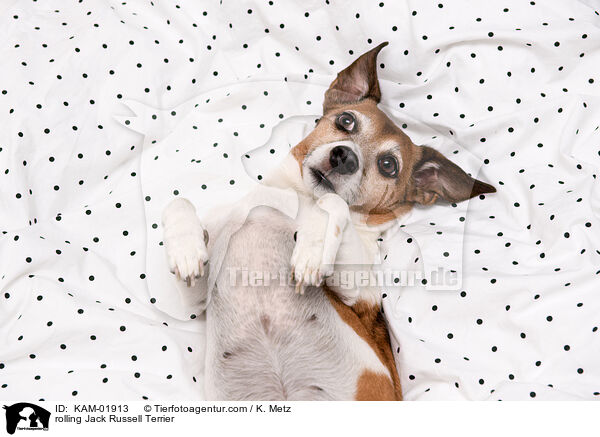 Jack Russell Terrier wlzt sich / rolling Jack Russell Terrier / KAM-01913