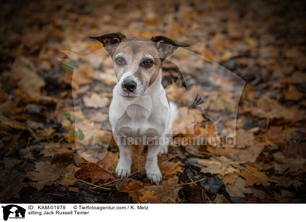 sitzender Jack Russell Terrier / sitting Jack Russell Terrier / KAM-01978