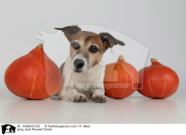 liegender Jack Russell Terrier / lying Jack Russell Terrier / KAM-02102