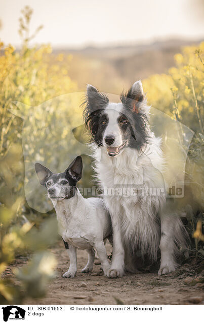 2 Hunde / 2 dogs / SIB-01653