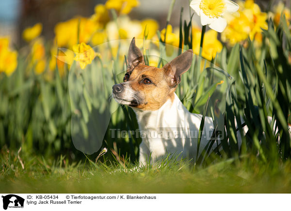 liegender Jack Russell Terrier / lying Jack Russell Terrier / KB-05434