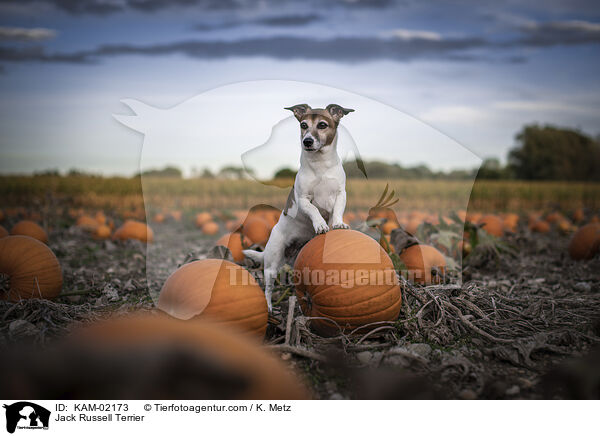 Jack Russell Terrier / Jack Russell Terrier / KAM-02173