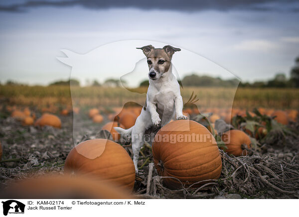 Jack Russell Terrier / Jack Russell Terrier / KAM-02174