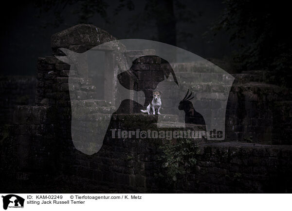 sitzender Jack Russell Terrier / sitting Jack Russell Terrier / KAM-02249