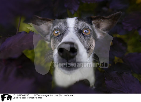 Jack Russell Terrier Portrait / Jack Russell Terrier Portrait / MHO-01561