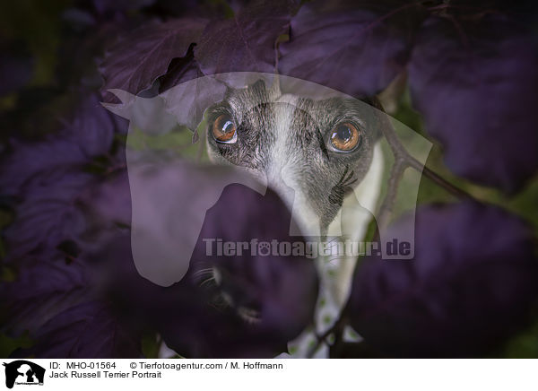 Jack Russell Terrier Portrait / Jack Russell Terrier Portrait / MHO-01564