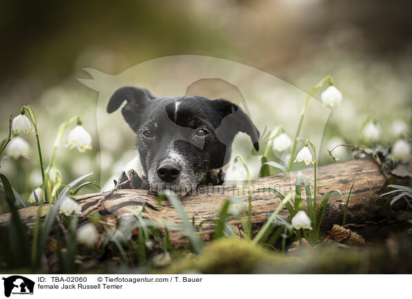 Jack Russell Terrier Hndin / female Jack Russell Terrier / TBA-02060