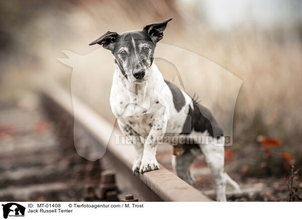 Jack Russell Terrier / Jack Russell Terrier / MT-01408