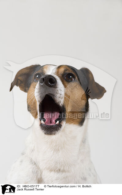 Jack Russell Terrier / HBO-05177
