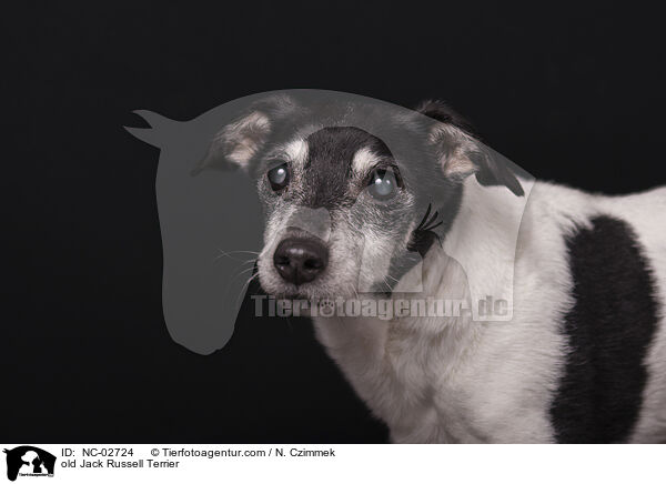 alter Jack Russell Terrier / old Jack Russell Terrier / NC-02724