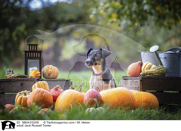 ausgewachsener Jack Russell Terrier / adult Jack Russell Terrier / MAH-03206