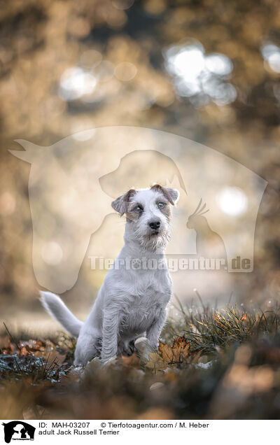 ausgewachsener Jack Russell Terrier / adult Jack Russell Terrier / MAH-03207