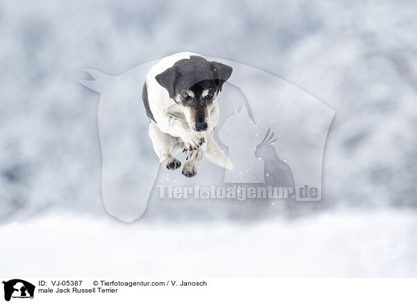 Jack Russell Terrier Rde / male Jack Russell Terrier / VJ-05387