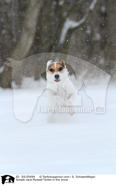 Jack Russell Terrier Hndin im Schnee / female Jack Russell Terrier in the snow / SS-55494