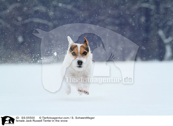 Jack Russell Terrier Hndin im Schnee / female Jack Russell Terrier in the snow / SS-55500