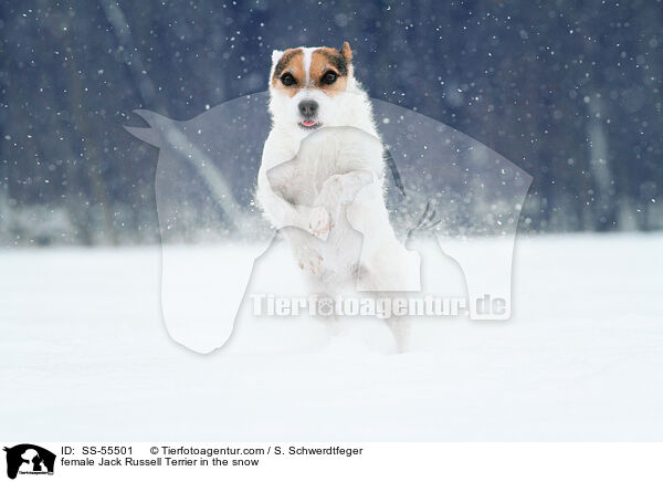 Jack Russell Terrier Hndin im Schnee / female Jack Russell Terrier in the snow / SS-55501
