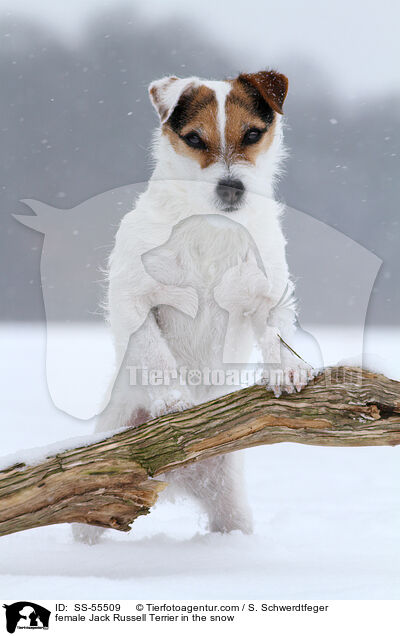 Jack Russell Terrier Hndin im Schnee / female Jack Russell Terrier in the snow / SS-55509