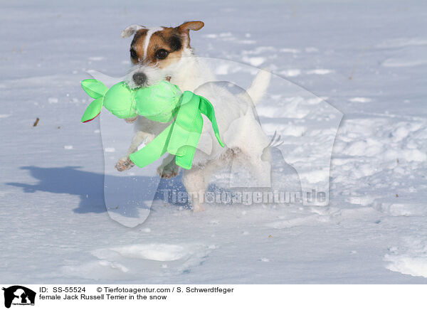 Jack Russell Terrier Hndin im Schnee / female Jack Russell Terrier in the snow / SS-55524