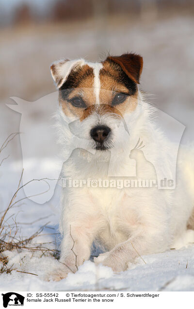 Jack Russell Terrier Hndin im Schnee / female Jack Russell Terrier in the snow / SS-55542
