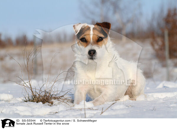 Jack Russell Terrier Hndin im Schnee / female Jack Russell Terrier in the snow / SS-55544