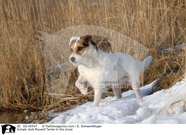 Jack Russell Terrier Hndin im Schnee / female Jack Russell Terrier in the snow / SS-55547