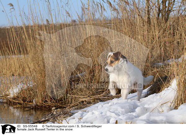 Jack Russell Terrier Hndin im Schnee / female Jack Russell Terrier in the snow / SS-55548