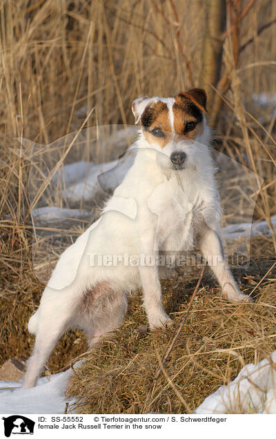 Jack Russell Terrier Hndin im Schnee / female Jack Russell Terrier in the snow / SS-55552