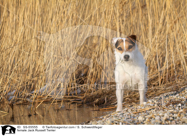 Jack Russell Terrier Hndin / female Jack Russell Terrier / SS-55555
