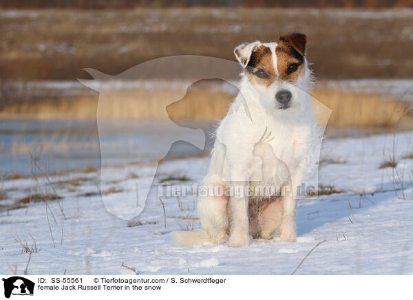 Jack Russell Terrier Hndin im Schnee / female Jack Russell Terrier in the snow / SS-55561