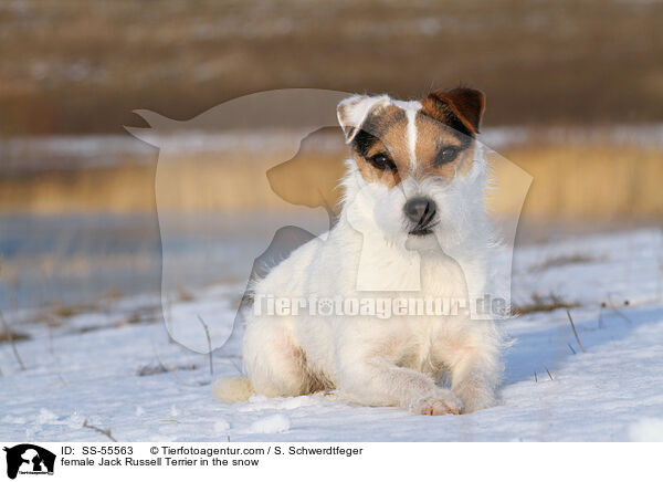 Jack Russell Terrier Hndin im Schnee / female Jack Russell Terrier in the snow / SS-55563