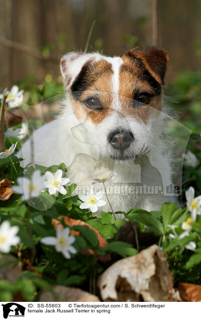 Jack Russell Terrier Hndin im Frhling / female Jack Russell Terrier in spring / SS-55603