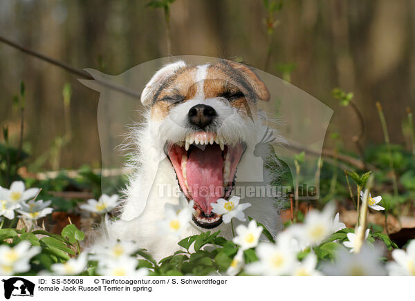 female Jack Russell Terrier in spring / SS-55608