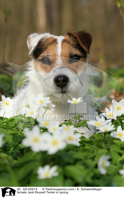 Jack Russell Terrier Hndin im Frhling / female Jack Russell Terrier in spring / SS-55614