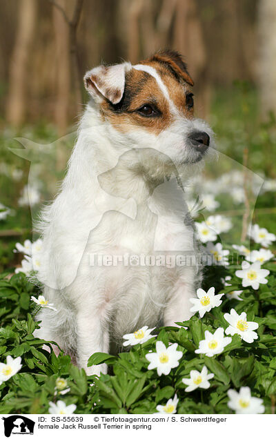 Jack Russell Terrier Hndin im Frhling / female Jack Russell Terrier in spring / SS-55639