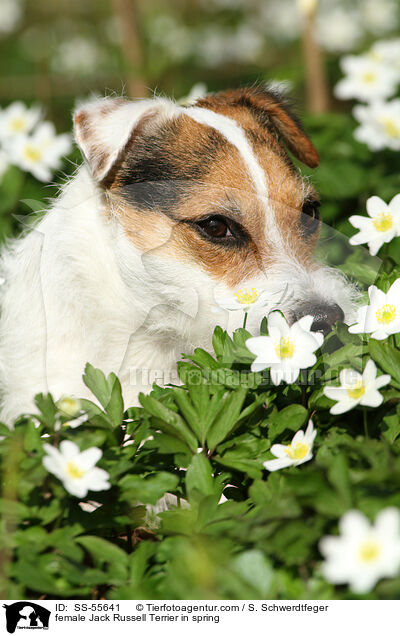 female Jack Russell Terrier in spring / SS-55641